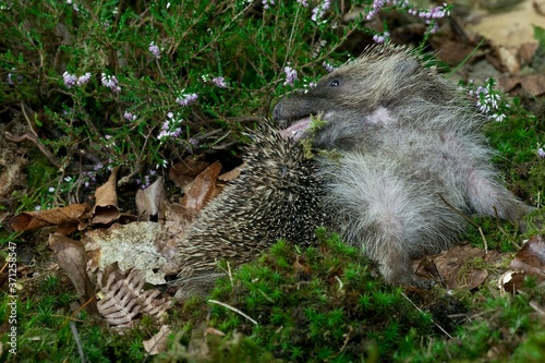 European Hedgehog, erinaceus europaeus, Adult licking, Normandy