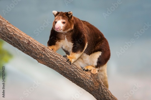 Matschie's Tree Kangaroo, dendrolagus matschiei, Adult standing on Branch