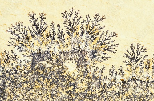 Manganese Dendrites, Branching Features containing Manganese Oxides found on Rock Surfaces