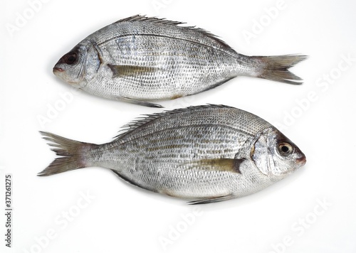 Grey Sea Bream, pondyliosoma cantharus, Fresh Fish against White Background