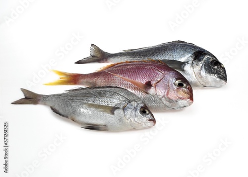 Fresh Fishes, Red Sea Bream, pagellus bogaraveo and Grey Sea Bream, pondyliosoma cantharus, and Gilthed Bream, sparus auratus