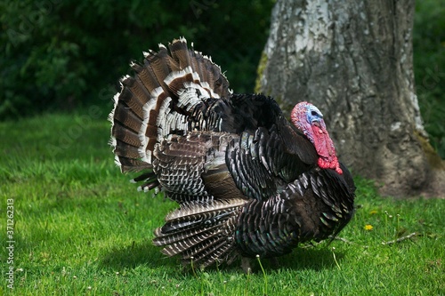 American Bronze Turkey, meleagris gallopavo, Male displaying with its Feathers fanned, showing its Plumage