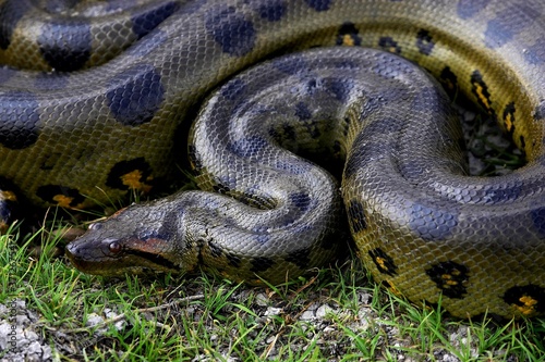 Green Anaconda, eunectes murinus, Los Lianos in Venezuela