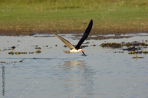 Black Skimmer, rynchops niger, Adult in Flight, Los Lianos in Venezuela