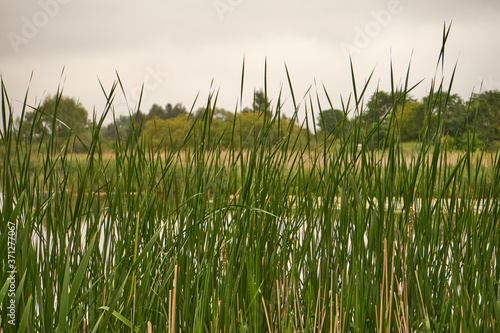 łąka, trawa