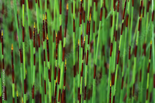 Bright Green Thatching Reed Restio (Chondropetalum tectorum), George, South Africa