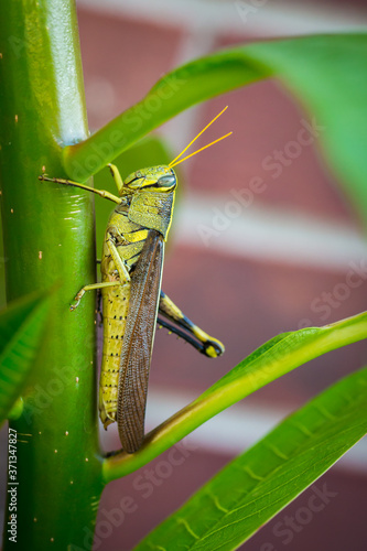 Obscure bird grasshopper with a missing leg sitting on a plant