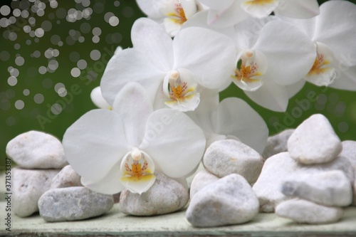 orchideen steine weiß