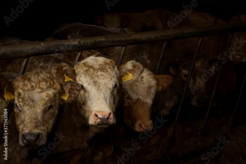 krowa, trzy krowy w stajni ,bydło, Irlandia 