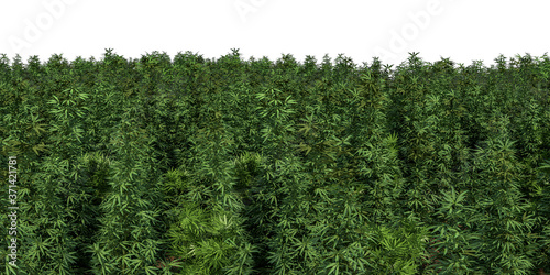field of cannabis plants on a white background