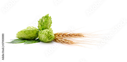 Fresh cones of hops and wheat.