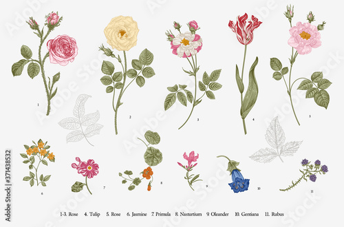 Flowers. Set. Botanical floral vector illustration.