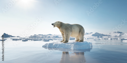 Polar bear on ice floe. Melting iceberg and global warming.