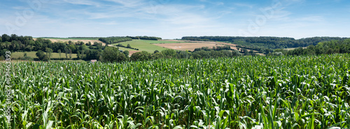 cornfields and meadows under blue sky in french pas de calais near boulogne