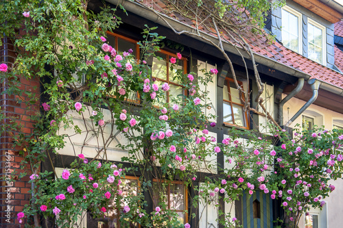 Idyllische rosarote Rosen Pracht am Fachwerkhaus 