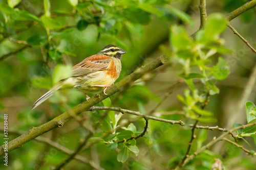 Cirl bunting, Emberiza cirlus, bird on the tree with green background.