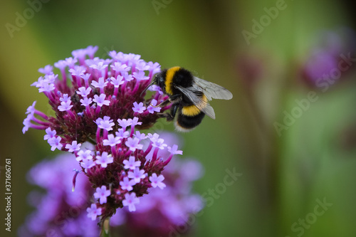 bee on a flower