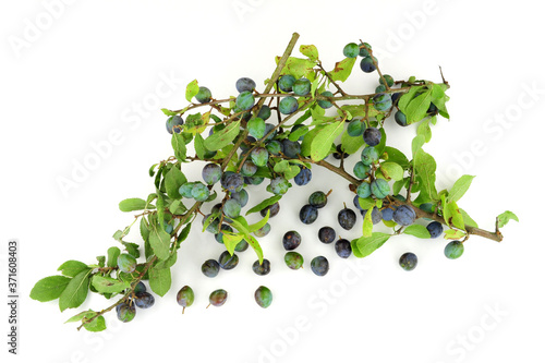 Sloe berries from the blackthorn bush used for making sloe gin and jam