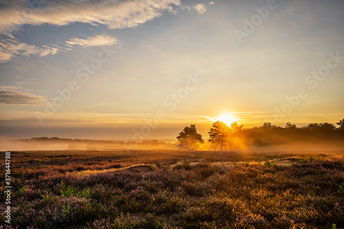 sunrise over the field