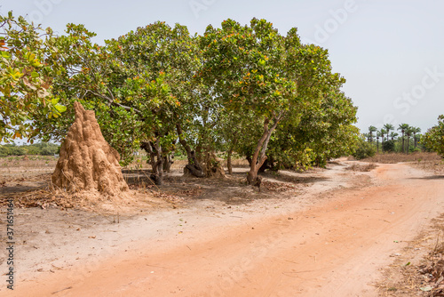 Termitero y pista de tierra en Makasutu, Gambia