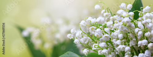 Lily of the valley (Convallaria majalis), blooming spring flowers, closeup with space for text