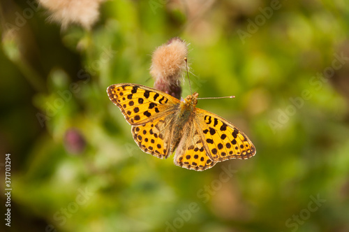 Dostojka latonia, motyl na kwiatach polnych 