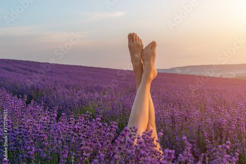 Selective focus. The girls legs stick out of the lavender bushes, warm sunset light. Bushes of lavender purple in blossom, aromatic flowers at lavender fields of the French Provence near Valensole.
