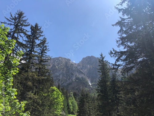 Widok na Giewont pomiędzy drzewami, czyste niebo Mount Giewont pine trees, clear blue sky, tatra mountains 