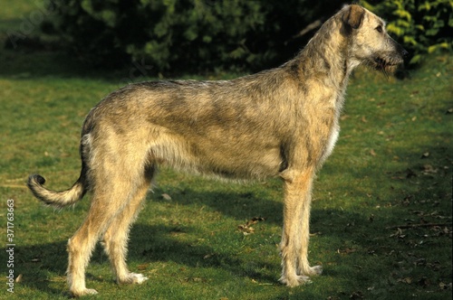 Irish Wolfhound standing on Lawn