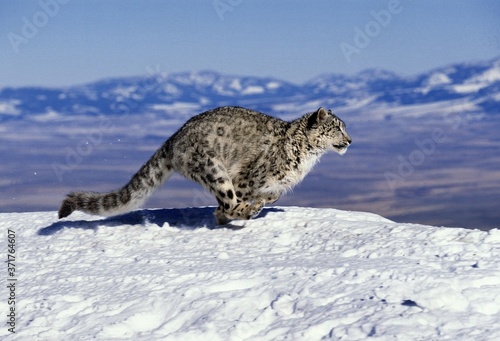 Snow Leopard or Ounce, uncia uncia, Running through Mountains