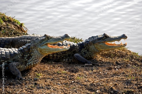 Spectacled Caiman, caiman crocodilus, with Open Mouth Regulating Body Temperature, Los Lianos in Venezuela
