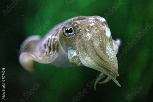 Cuttlefish, sepia sp.