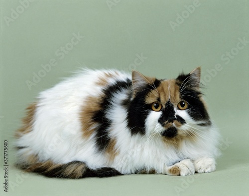 Arlequin Persian Domestic Cat laying against Green Background