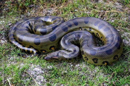 Green Anaconda, eunectes murinus, Los Lianos in Venezuela