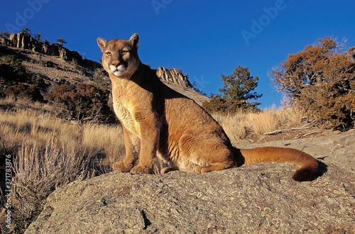 Cougar, puma concolor, Adult standing on Rocks, Montana
