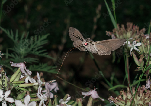 Moth in flight at night - Sphinx moth - with long horn collects flower nectar