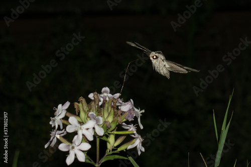 Moth in flight at night - Sphinx moth - with long horn collects flower nectar