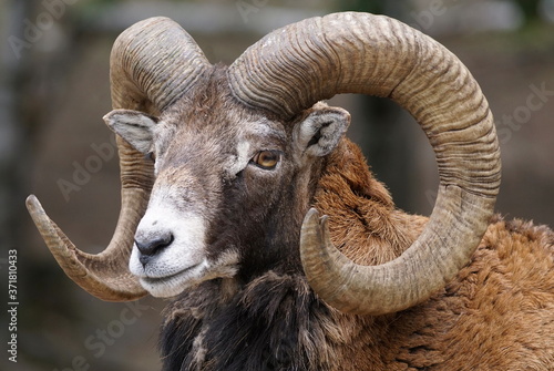 Full frame close-up portrait of a big horn ram mouflon 