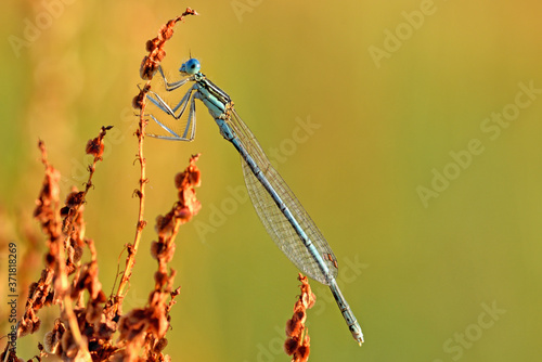 Dragonfly. Nimfa stawowa (Common blue damselfly).