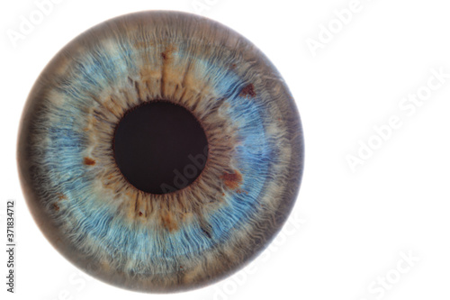 human eye with blue eyes