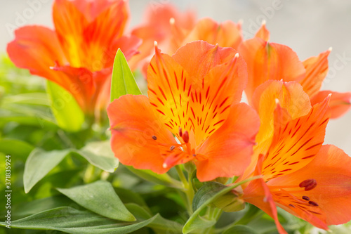 Bright orange blooms of the Peruvian lily