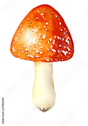 Watercolor fly agaric amanita isolated on a white background