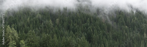 Misty Forest Panorama