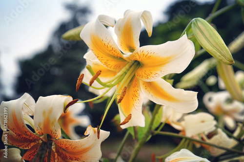 'Lady Alice' white and yellow lily in bloom in the summer months