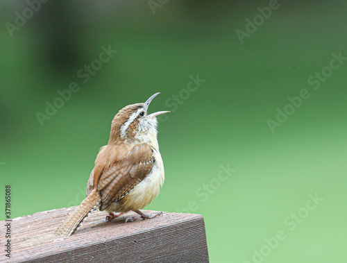 Carolina wren singing from deck railing