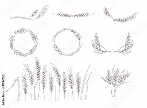 Realistic set of ripe wheat isolated on a white background. Wheat ears sketch doodle.