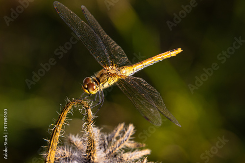 Dragonfly - Ważka