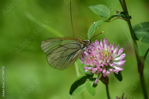 APORIA CRATAEGI VERS THONON-LES-BAINS