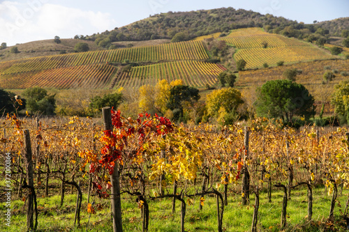 Italy Grosseto maremma Scansano, cultivation of Morellino di Scansano vine, autumn colors.