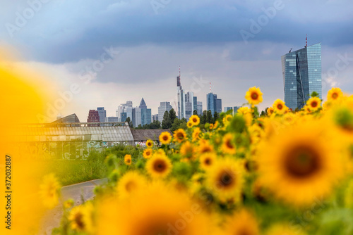Sonnenblumenfeld in Frankfurt-Oberrad mit Skyline im Hintergrund